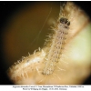 argynnis alexandra iran larva l1